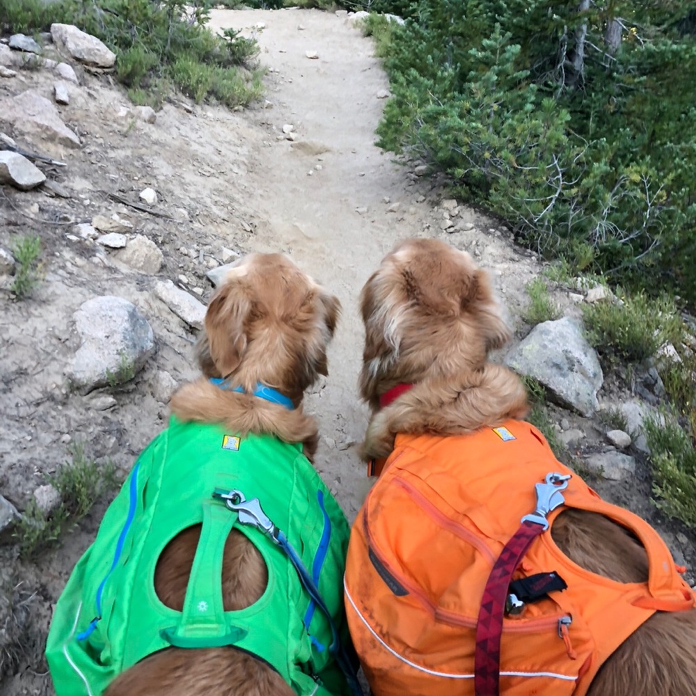 Orange Ruff Wear Dog Pack - Picture 3 of 7